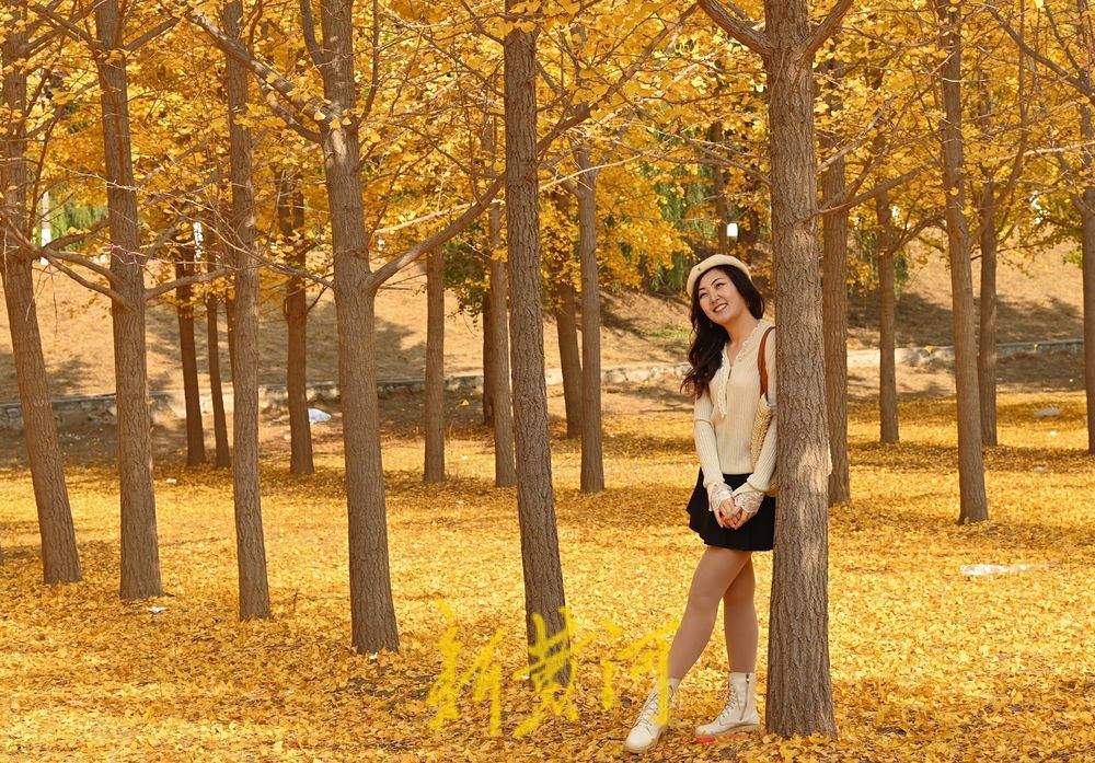 一年四季 泉在济南丨济南黄河银杏林穿“金”衣 市民打卡超美秋色