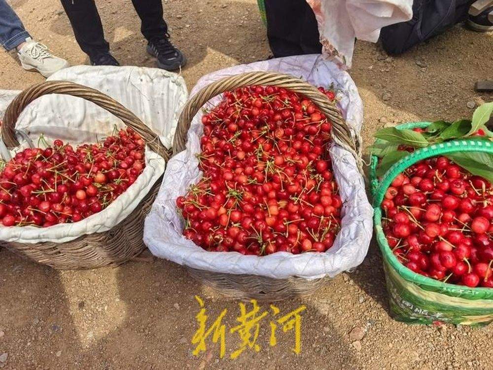 南部山区柳埠万亩大樱桃成熟 采摘路线图发布