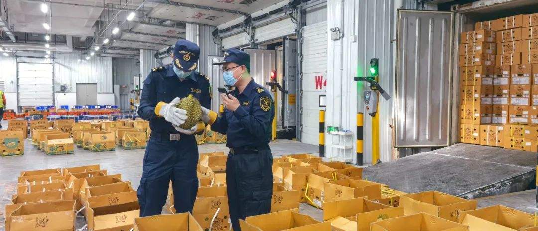 已到1600吨！“果中贵族”马上降价？