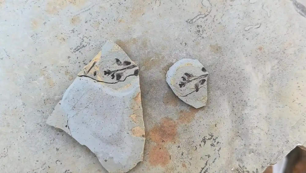 山东莱阳首次发现白垩纪“花朵”化石，疑似被子植物新物种