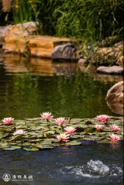 花火映泉·音律漫城——在清照泉城共赴藕花深处的夏天