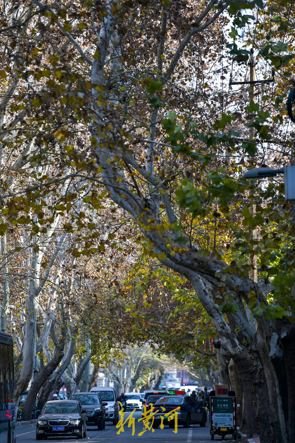 一年四季 泉在济南｜百年法桐织就“金色时光隧道” 济南老商埠冬日披金装 