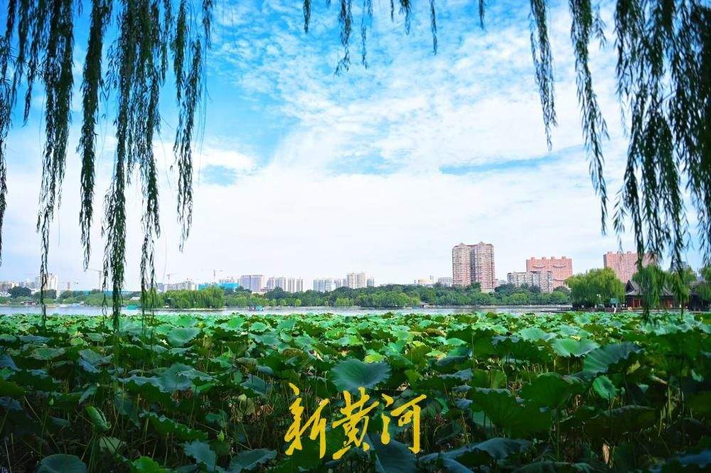 一年四季 泉在济南｜白露时节，大明湖荷叶向阳美如画