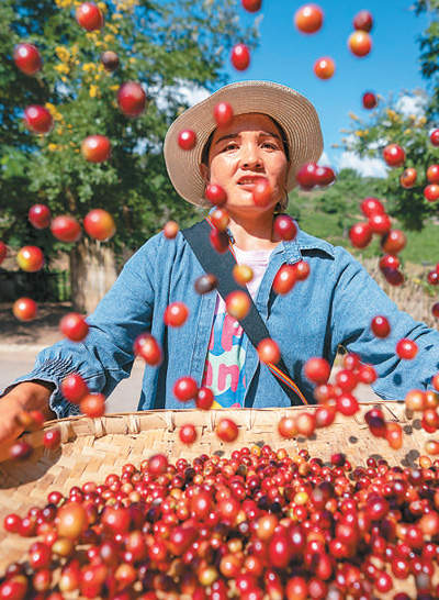 国产咖啡豆受青睐 去年云南省出口咖啡量同比增长超三倍