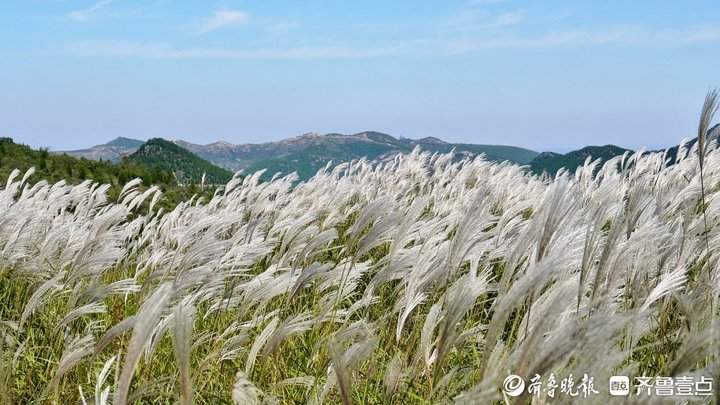 白色花海怎么拍都好看！济南丁子寨荻花已到观赏季