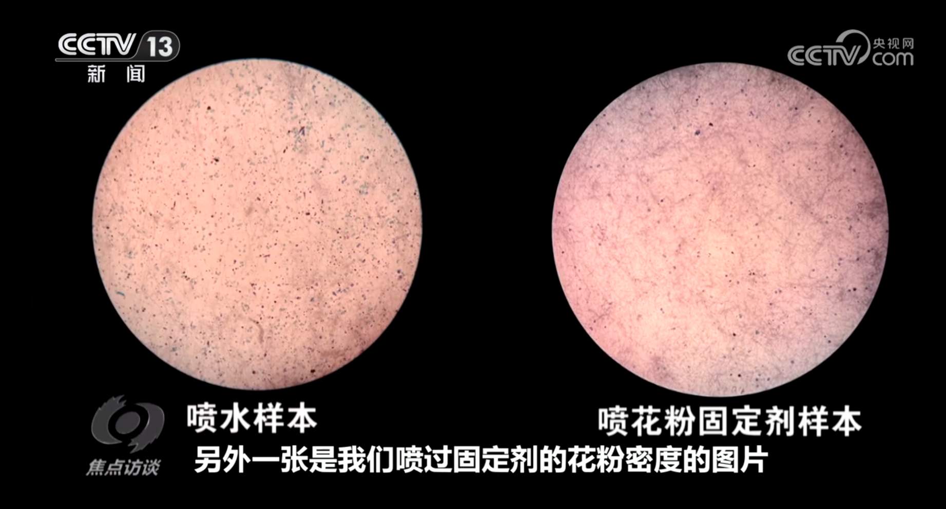 焦点访谈|花粉过敏成“隐形烦恼”,如何应对?一文了解