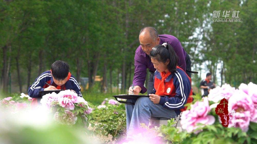 千城百县看中国·赏花季｜山东巨野：牡丹盛开 工笔凝芳
