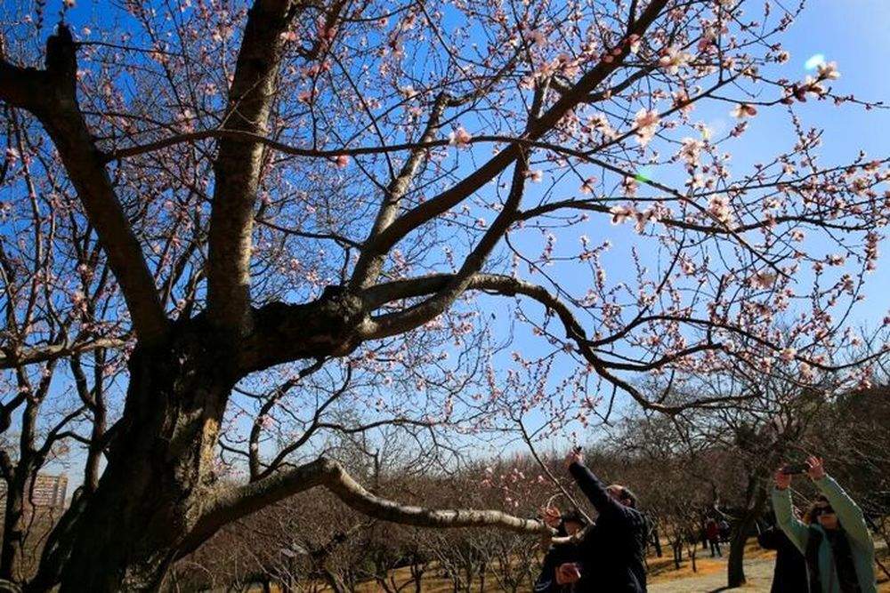 闹元宵赏非遗听大戏！济南千佛山元宵民俗盛宴即将热闹开场