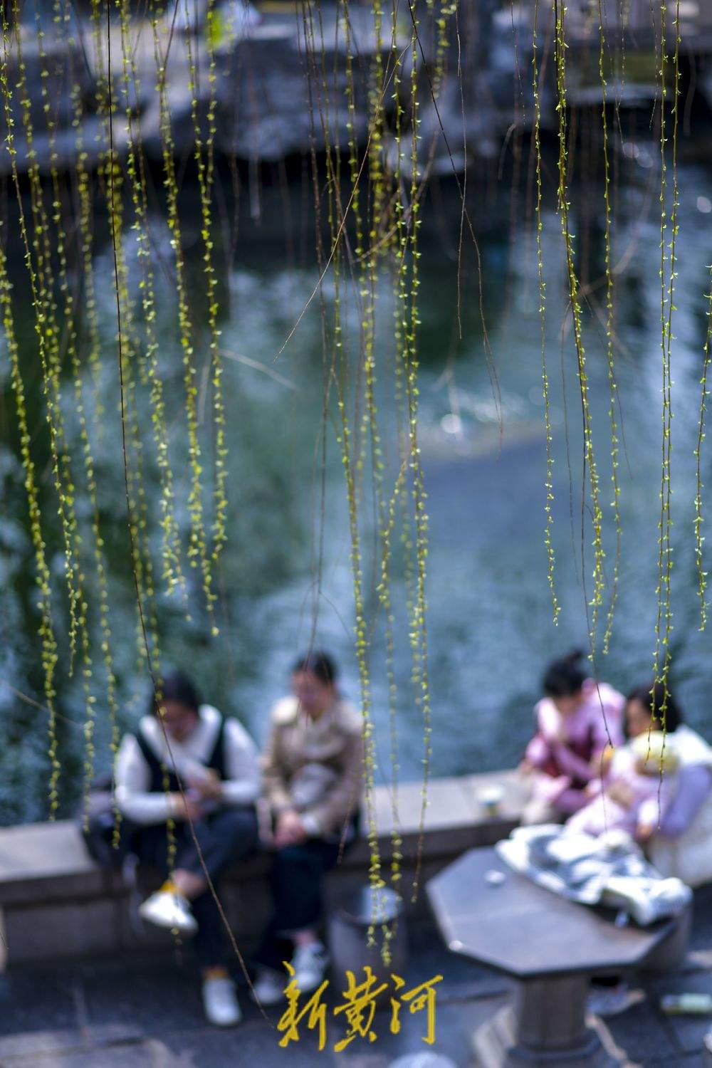 仲春时节开启“追花游”，济南踏青赏花热度攀升