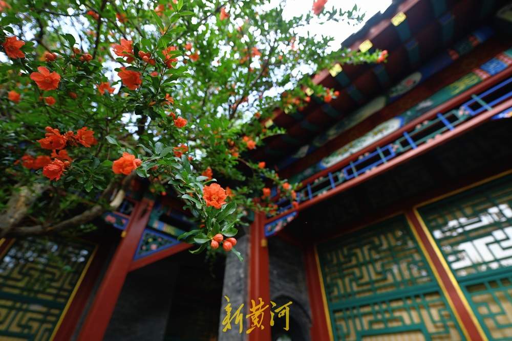 一年四季 泉在济南丨趵突泉畔石榴花开正盛，火红与古典建筑相映成趣