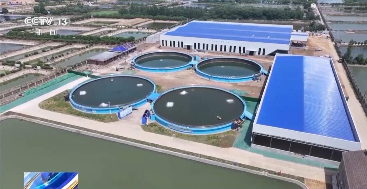 10万尾中华鲟今日放归长江 看“水中国宝”如何养大