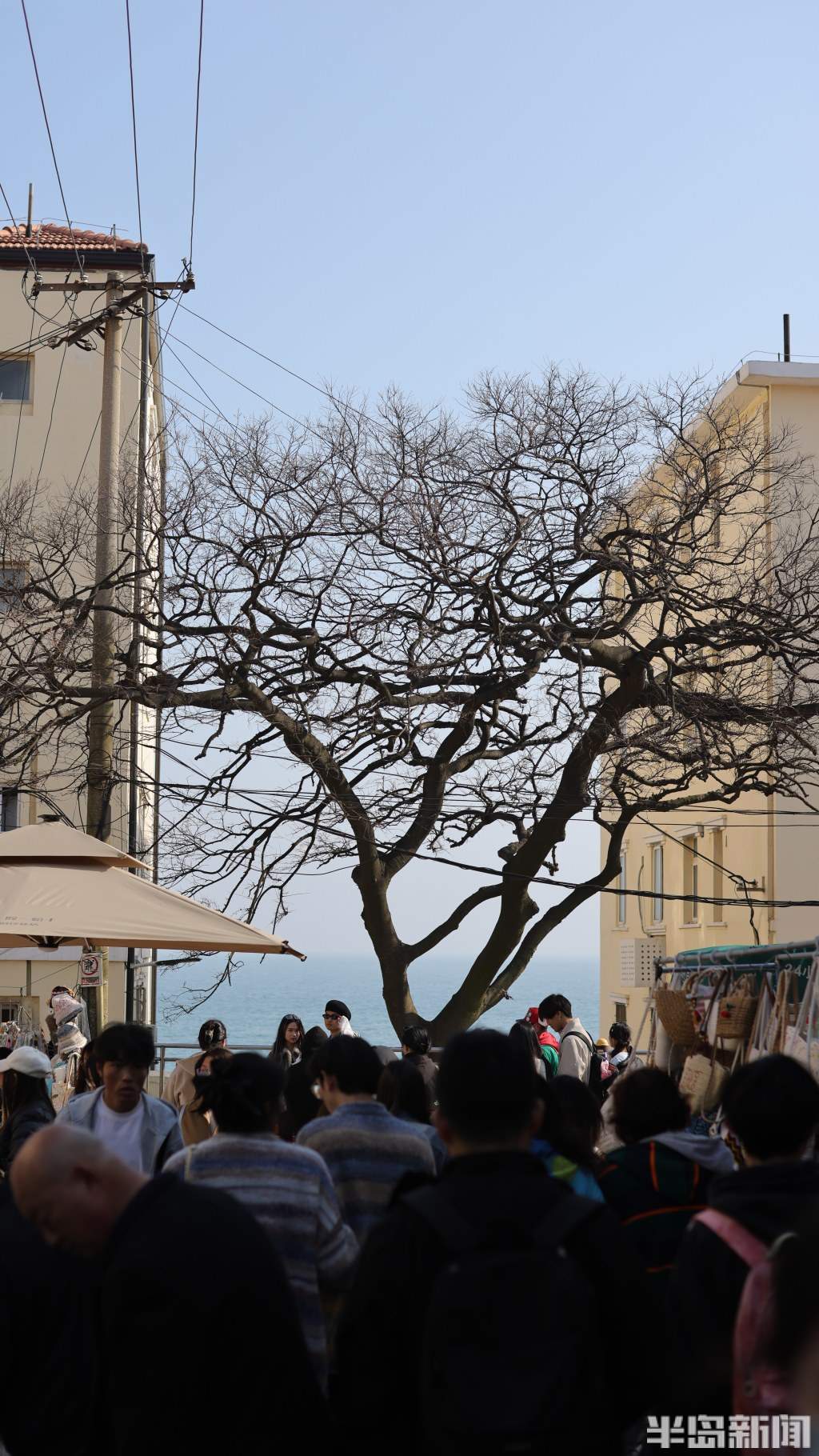 青岛有棵“孤独的树”爆火，打卡的游客排起长队，网友：这下不孤独了吧