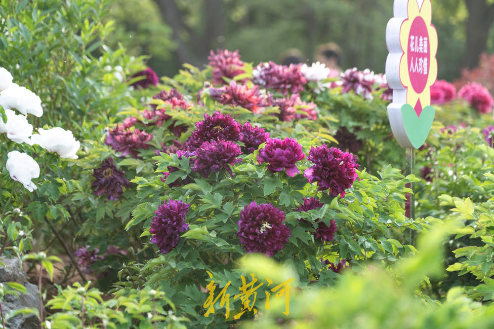 翰墨丹青绘国色，泉城牡丹醉游人