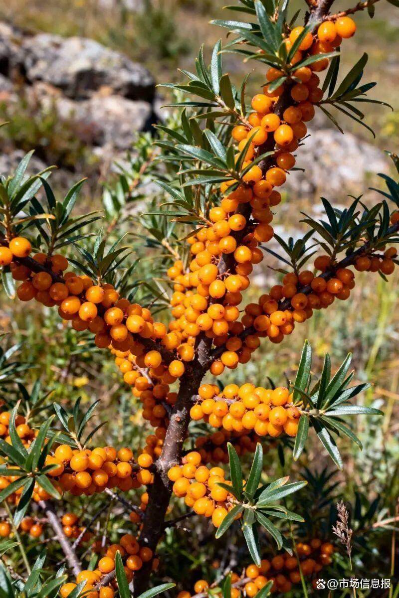 棘博士：沙棘不是“万能药”，但为何成为现代人的“健康守护者”？