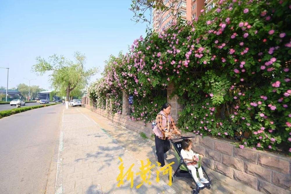 济南明湖北路蔷薇花浪漫上线