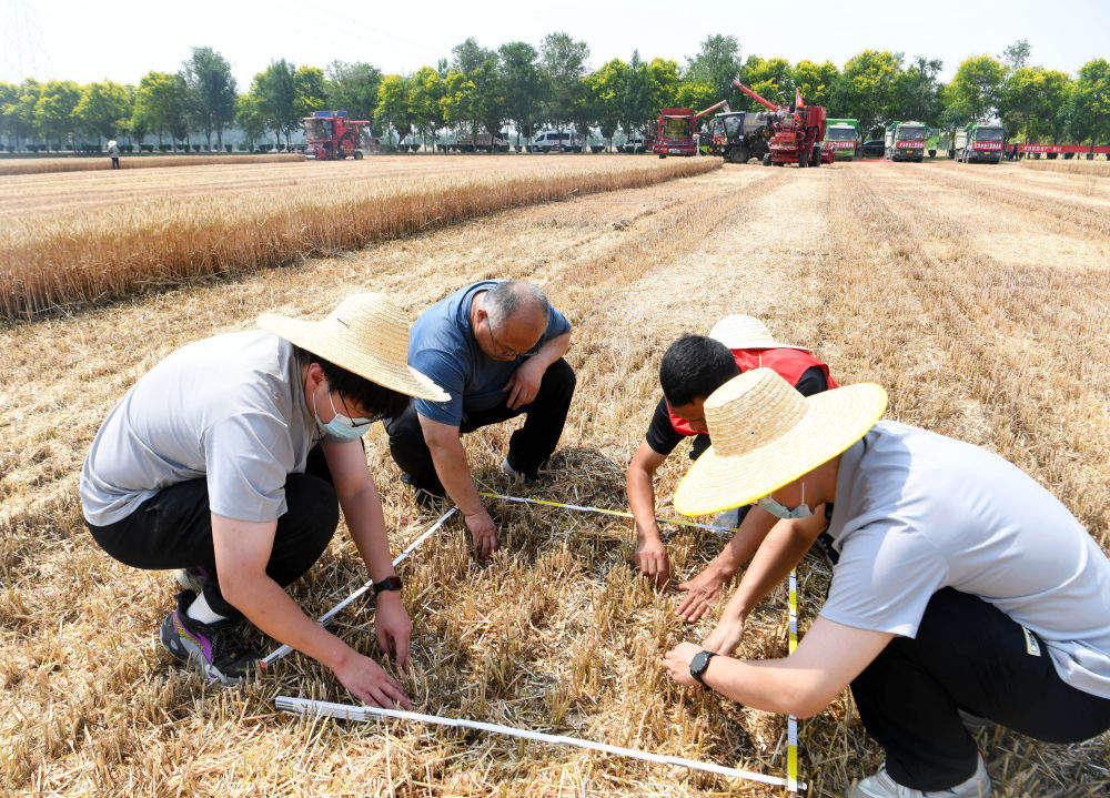 风吹麦浪好“丰”景——多地小麦机收一线见闻