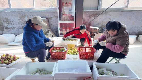 融媒·见证丨曾经的工业明星村，唱起农业“致富经”——金庄村的“甜蜜转型”