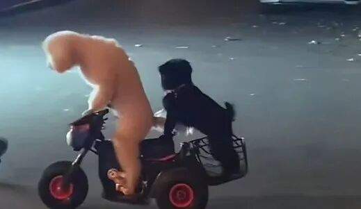 江苏淮安两只宠物狗骑电动车上路 交警回应