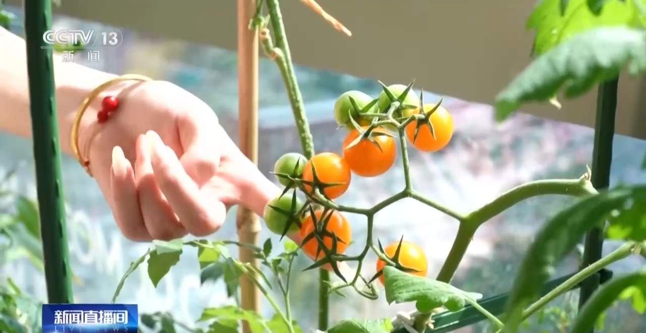 “工位种菜”走红 蔬菜盆栽成了“上班搭子”