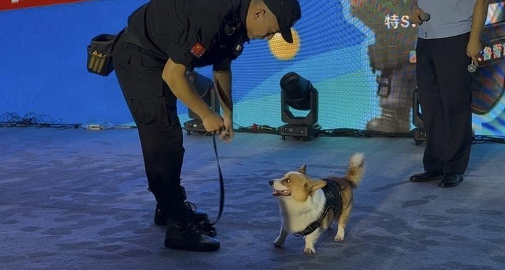 “小短腿”解锁新技能！网红柯基警犬“空降”泉城