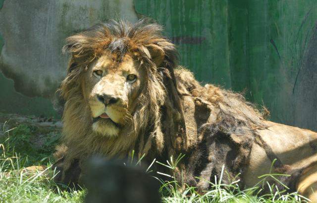 黔灵山公园狮子很邋遢？公园管理处：将改善“狮王”形象