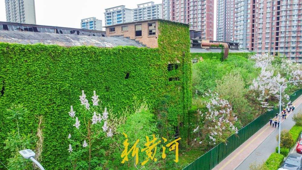 济南这座工业遗迹披青藤，老厂房变身“绿野仙踪”