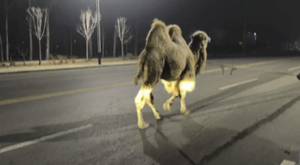 骆驼深夜“离家出走” 济南警方陪它驼速行进找主人