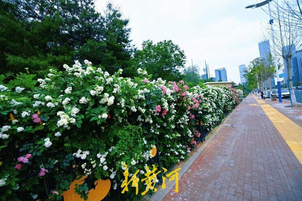 济南经十路奥体蔷薇花墙浪漫绽放 扮靓泉城初夏