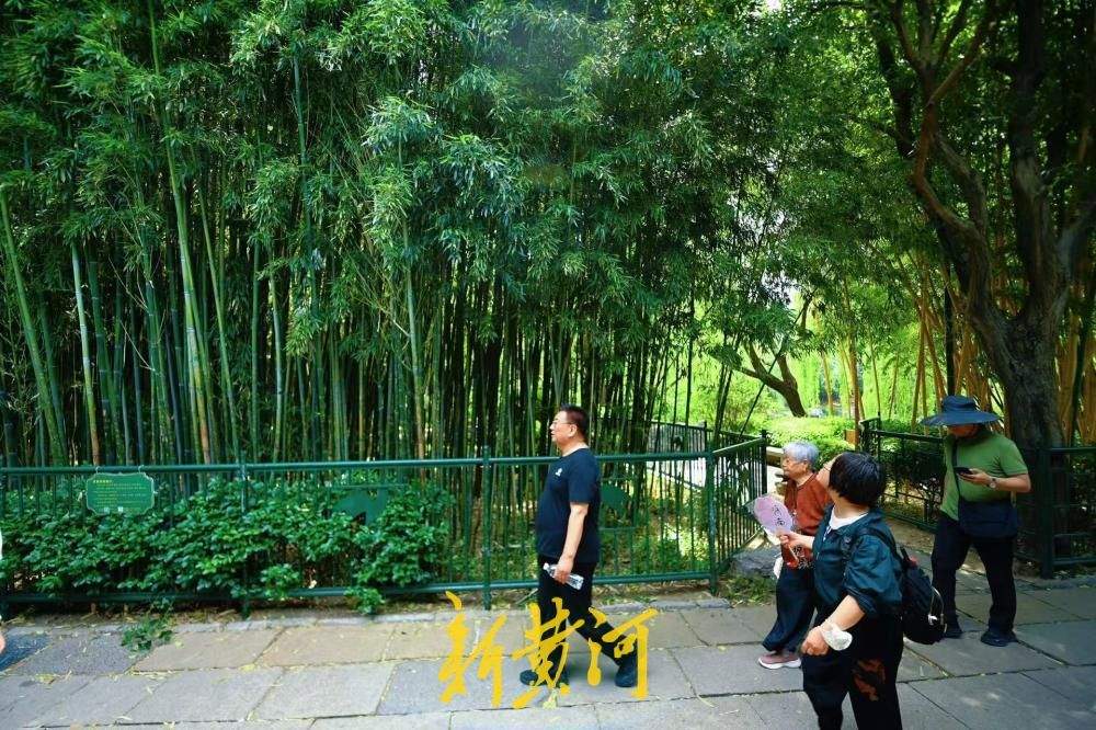 绿荫藏幽境，趵突泉竹林解锁夏日清凉