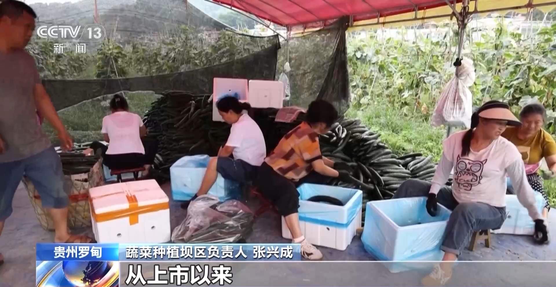 新品种新技术齐上阵 多地一片好“丰”景