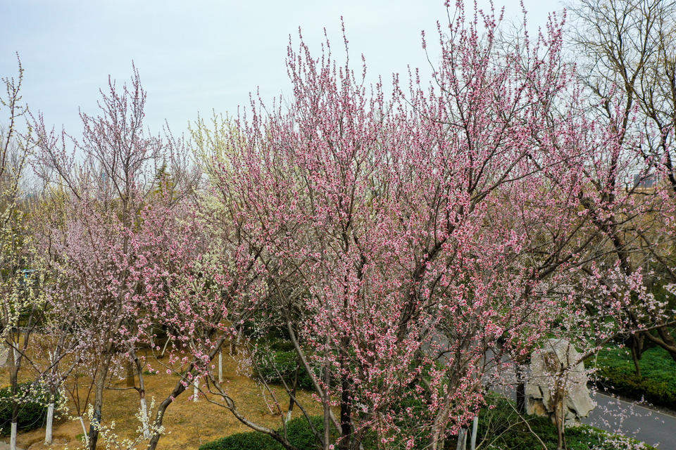 航拍济南千佛山桃园，桃红杏白构成粉白花海