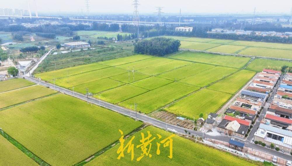 金浪翻涌稻香浓，济南吴家堡席家庄“丰”景如画