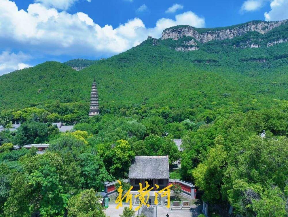清凉感拉满！灵岩寺千年银杏浓荫蔽日引游客纳凉