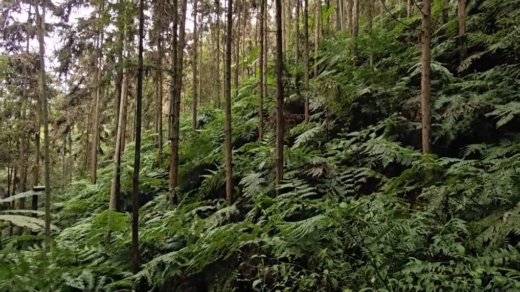 广西融安发现密集桫椤天然种群 曾是“恐龙口粮”