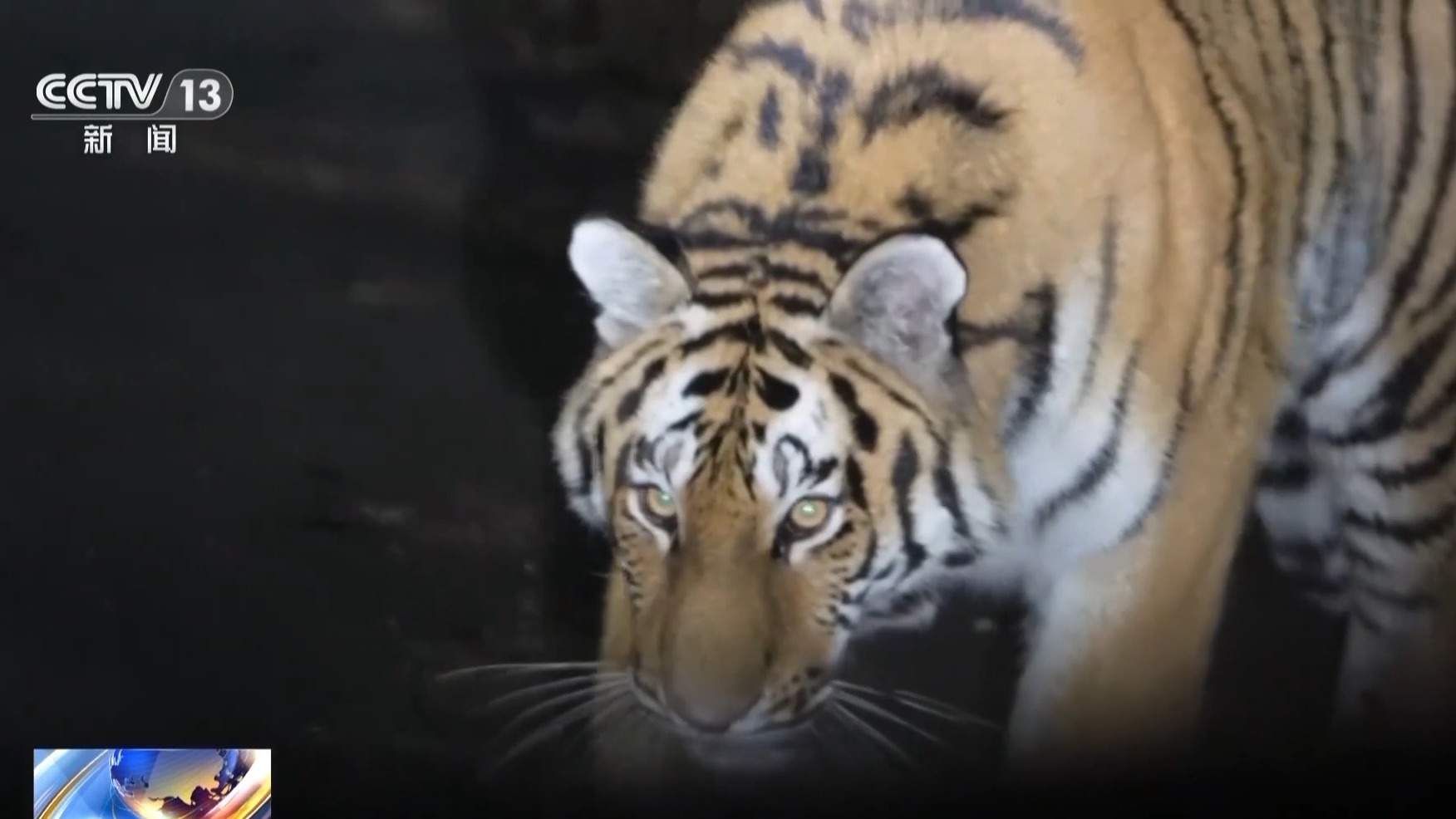 国道上多人“偶遇”同一东北虎 如何守住人虎安全边界？