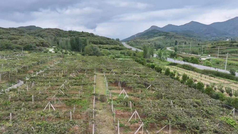 金秋丰收绘新景 乡村振兴谱华章