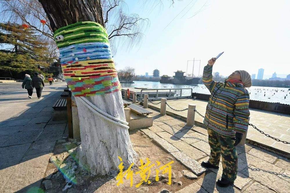 济南大明湖冬柳穿新衣！色彩斑斓织出多彩冬天