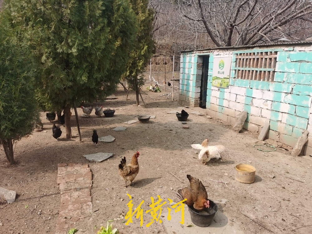 “云”养小鸡小猪，济南认养农业悄然兴起