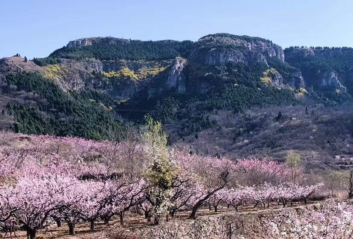 海右新论｜赏花地图映照城市治理温度