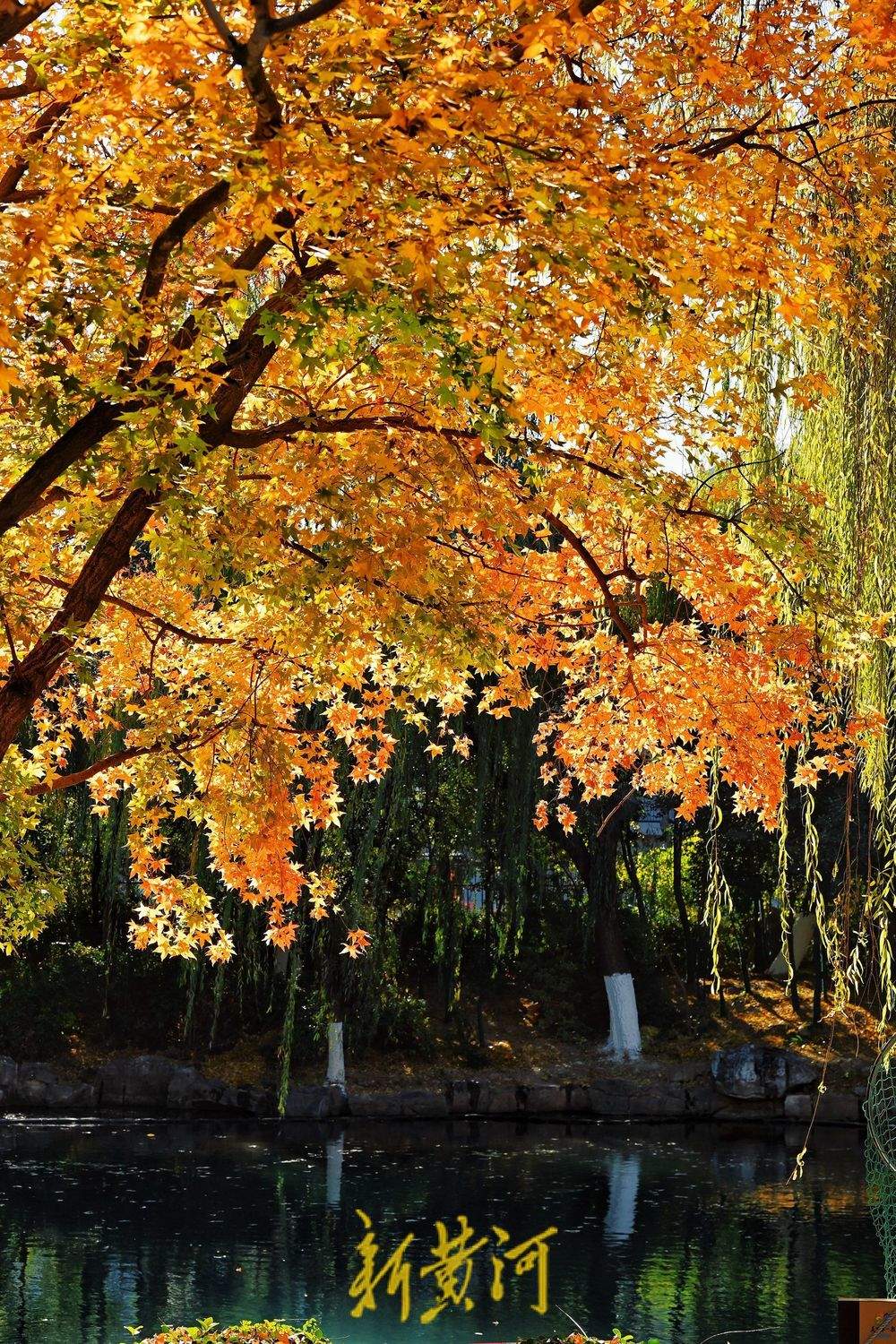 趵突泉公园万竹园内枫叶进入最佳观赏期，泉畔“枫”景独好