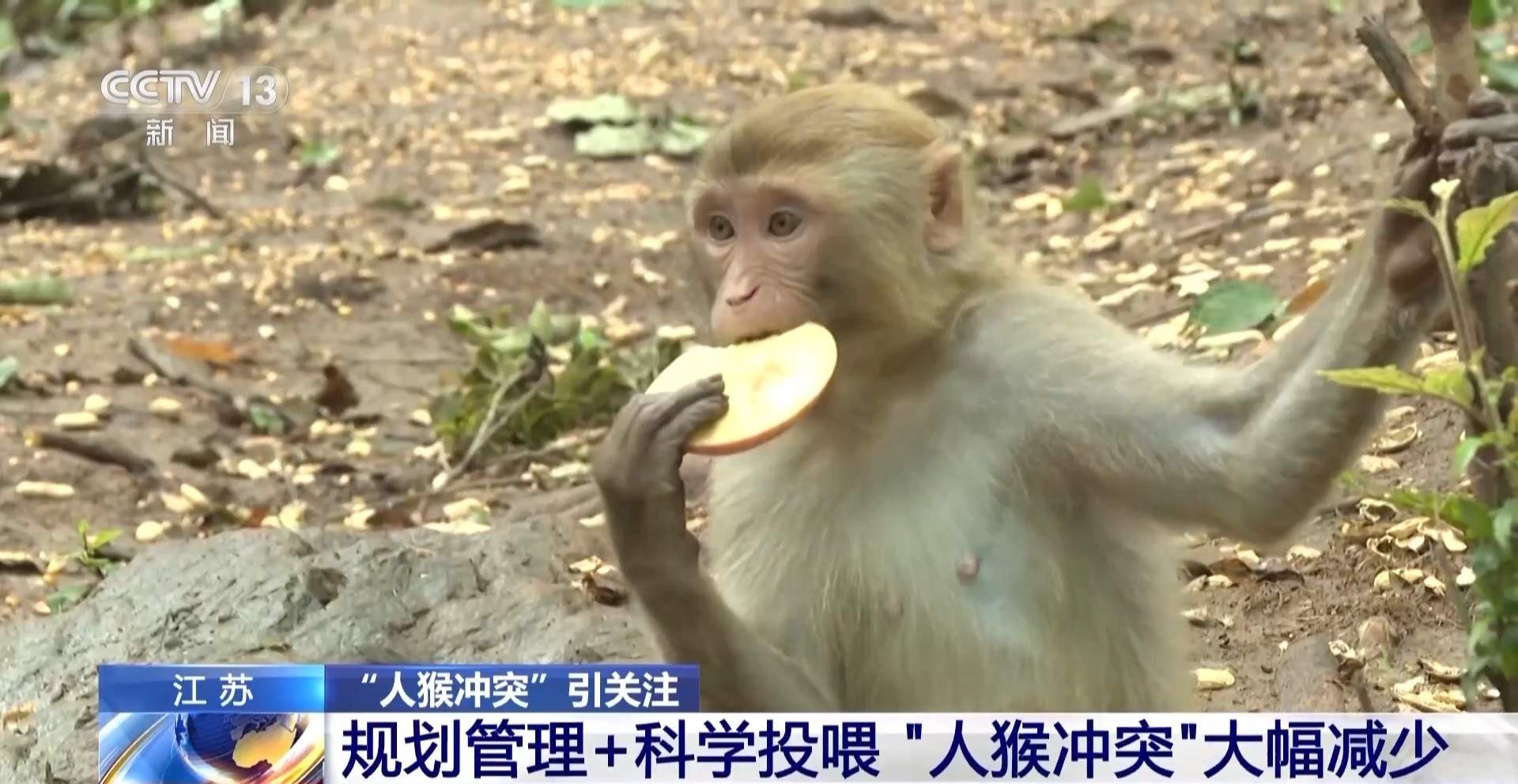江苏一景区“月均6万元收编泼猴”引关注 “人猴冲突”如何解决?