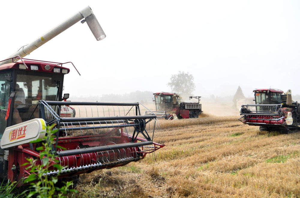 三夏麦收：弱筋小麦如何变得“强”起来