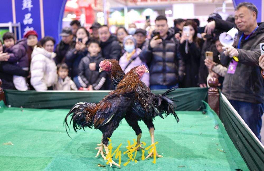 年货会千种好品汇集，非遗斗鸡添彩