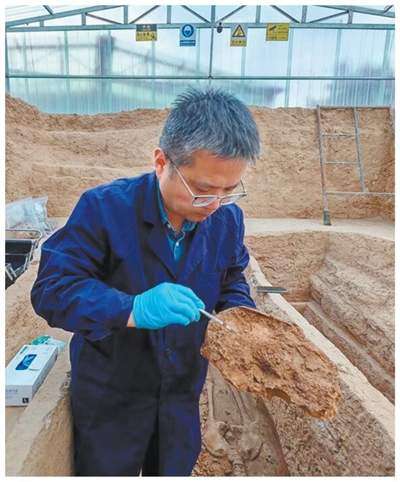 一只3700年前的小扇贝，成了博物馆“明星”展品