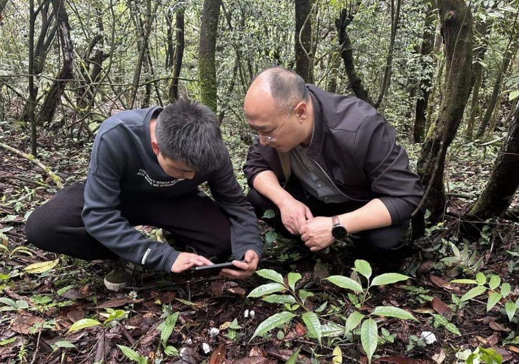 贵州六盘水发现百余株近危级珍稀植物水晶兰