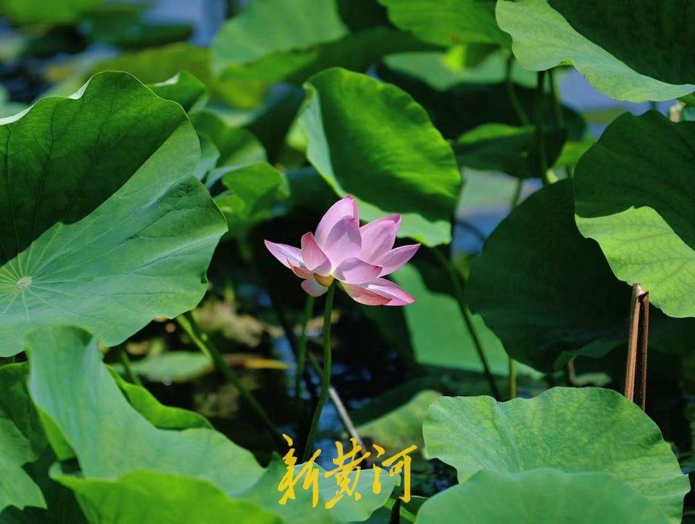 荷香初至 济南大明湖荷花悄然上线