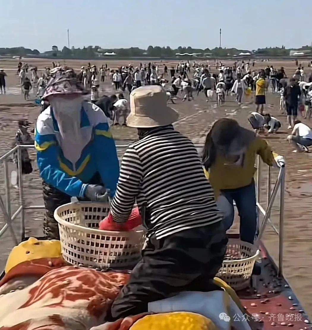 都不白来！山东一景区怕游客赶不到海，日撒3000斤蛤蜊