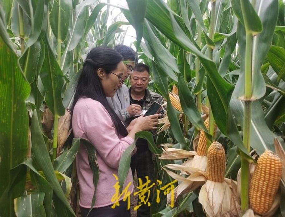 泉城秋收回望图丨抢与援！田间地头的倾情守护