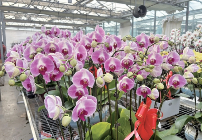 本地花农培育本土蝴蝶兰领跑济南年宵花市场