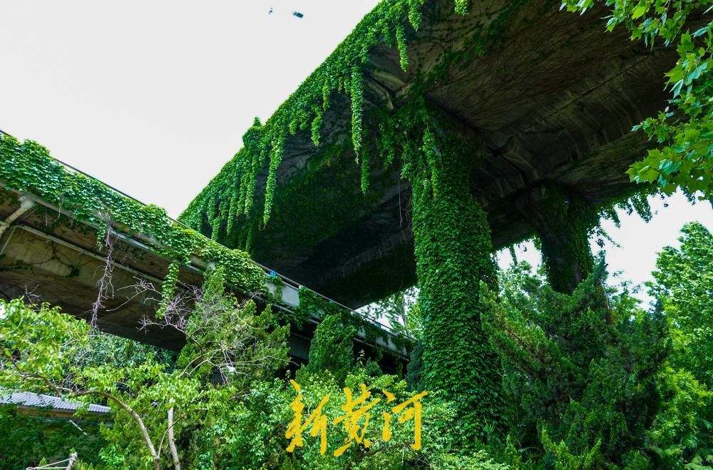 在车水马龙的立交桥下，邂逅都市版“绿野仙踪”